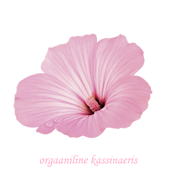 Orgaaniline kassinaeris