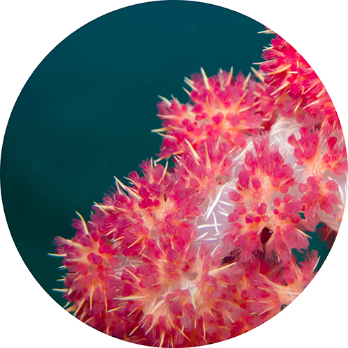 Geomar pinguldav rindade ja dekoltee hoolitsuskreem 150ml - Image 4